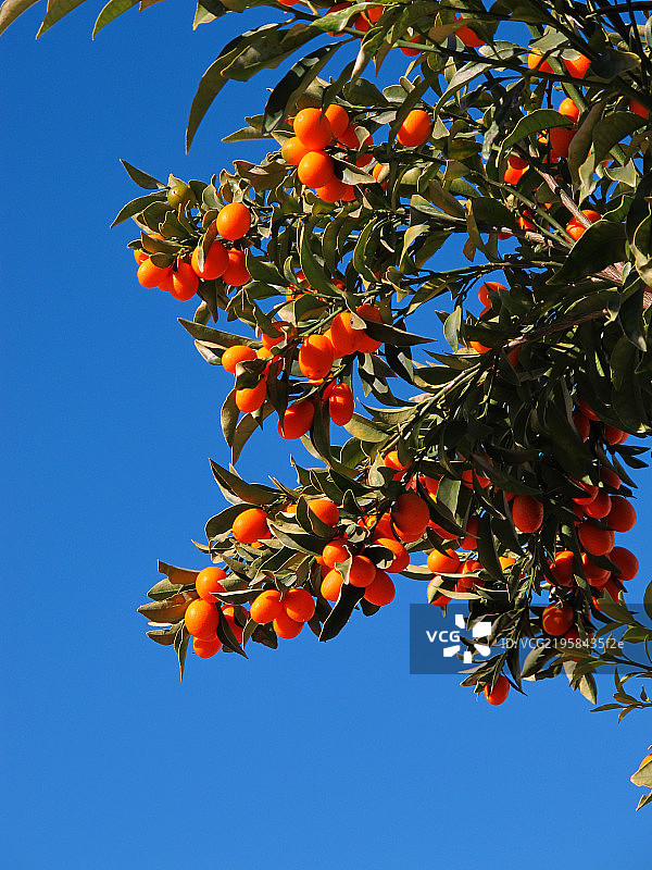 桔子树图片素材