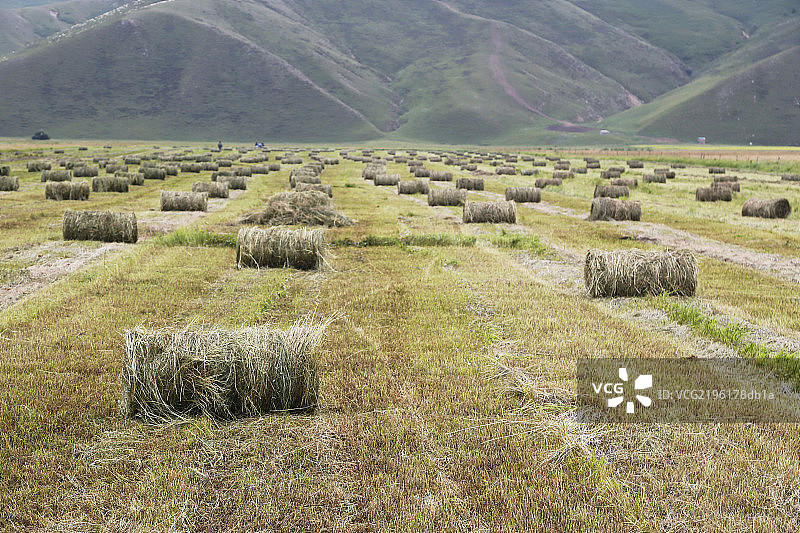 草原丰收草场打草草卷图片素材