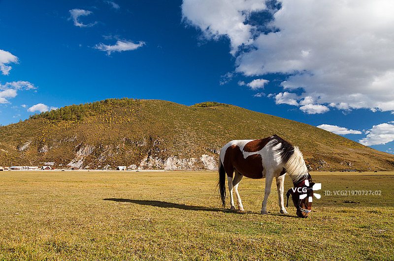 云南迪庆香格里拉伊拉草原马在吃草图片素材