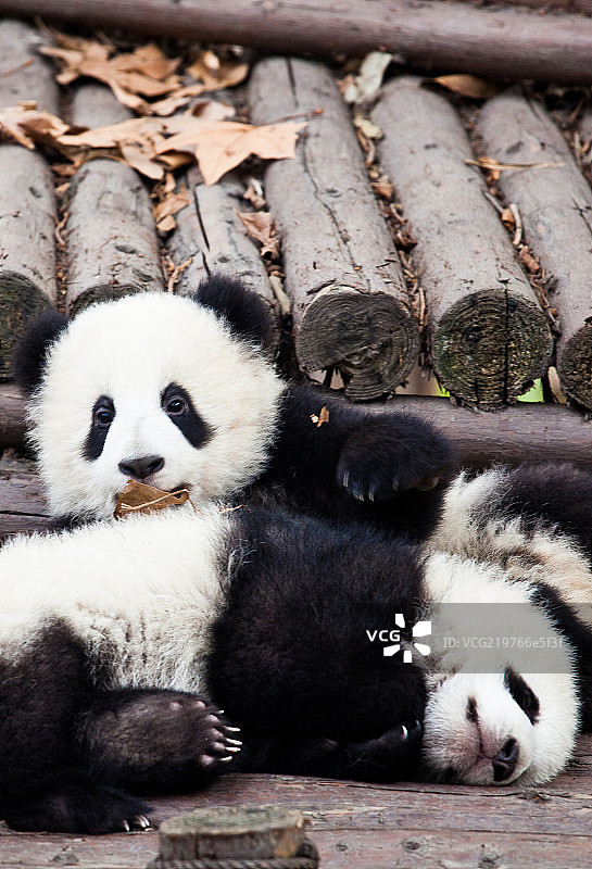 成都大熊猫繁殖基地的熊猫图片素材