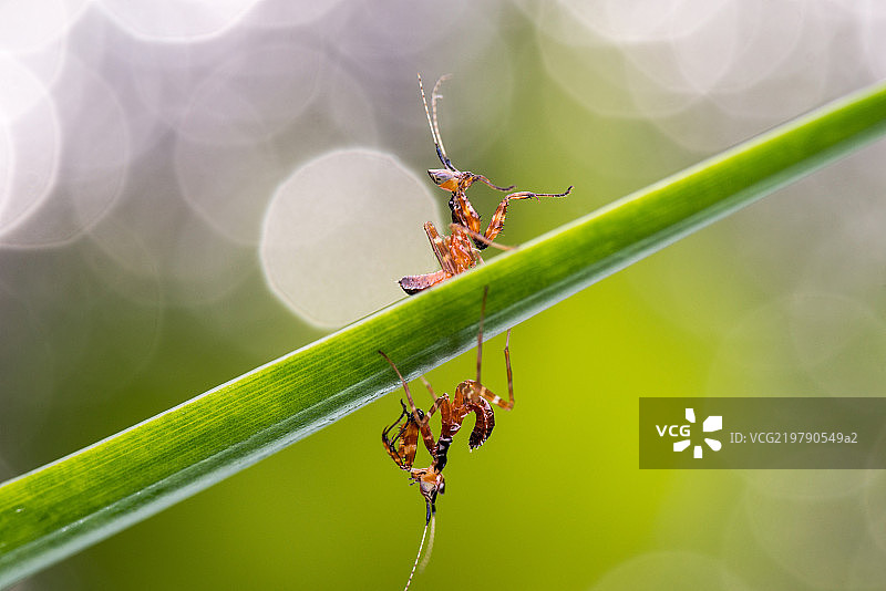 丽眼斑蜻图片素材