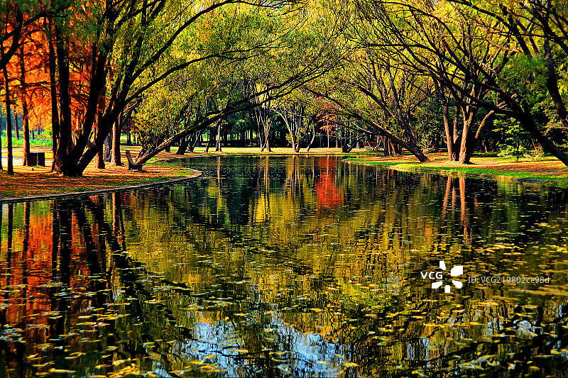 深秋的上海共青森林公园图片素材