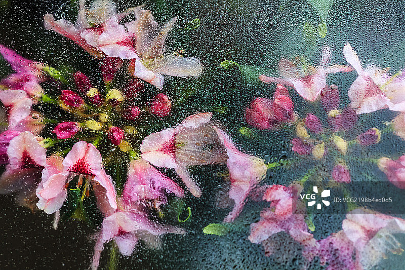 水珠中的梦幻花朵图片素材