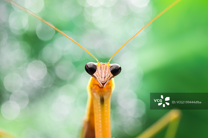 蜻蜓头部特写图片素材