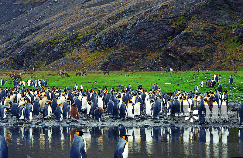 帝企鹅图片素材