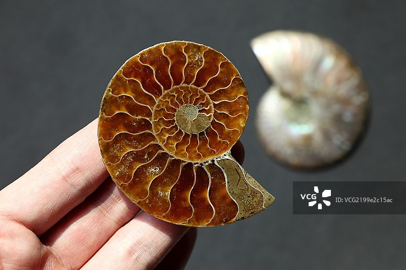 斑彩螺菊石对开化石图片素材