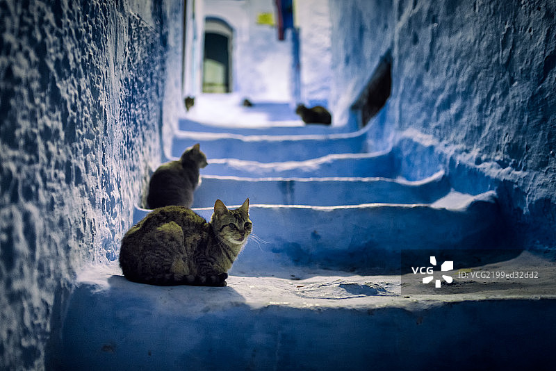 舍夫沙万7图片素材