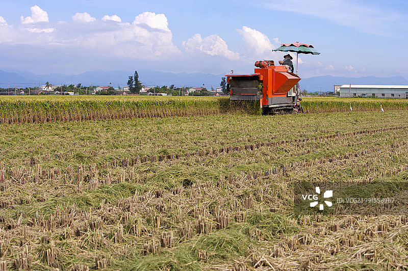 稻田,现代农业图片素材