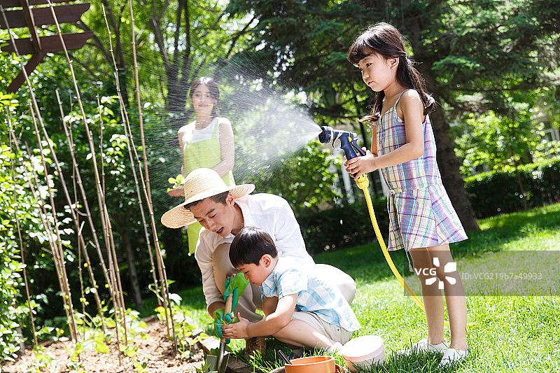 欢乐的家庭在菜园种菜图片素材