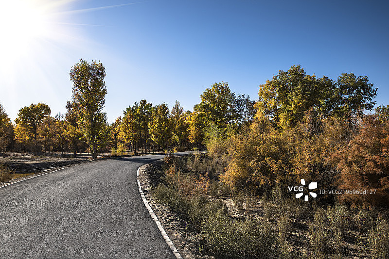 秋天的金塔胡杨林图片素材