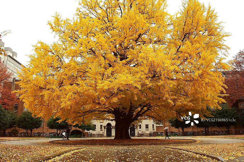 东京大学古银杏树图片素材
