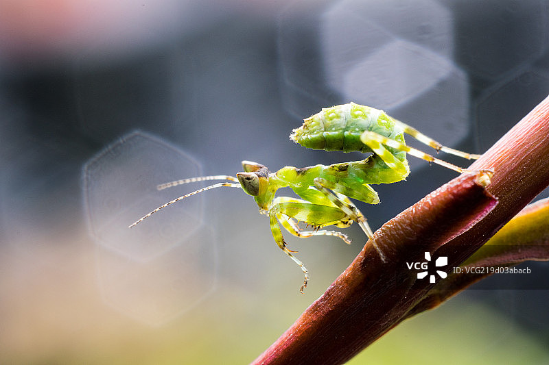 丽眼斑蜻图片素材
