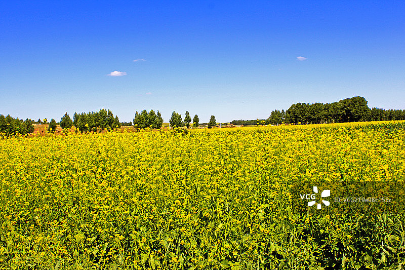 油菜花田图片素材