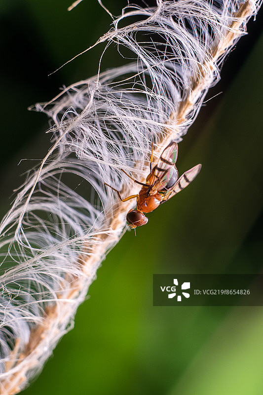 果蝇图片素材