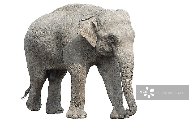 大象图片素材