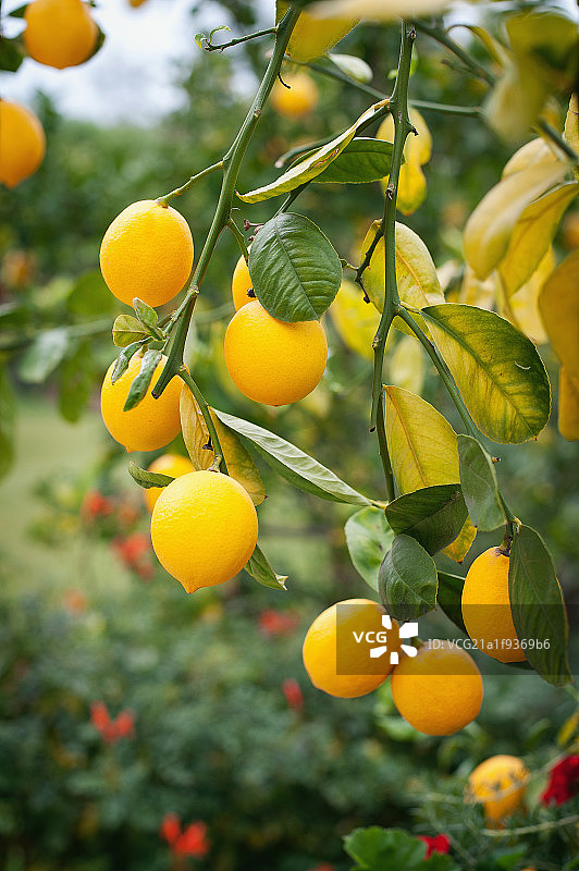 Close-up of ripe lemons on tree,Rancho Sante Fe,USA图片素材