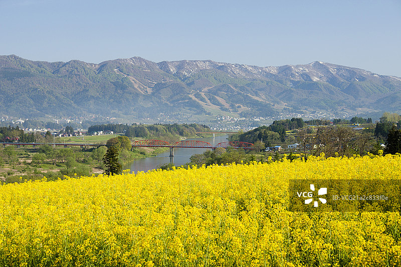 Oil seed rape field, Iiyama, Nagano, Japan图片素材