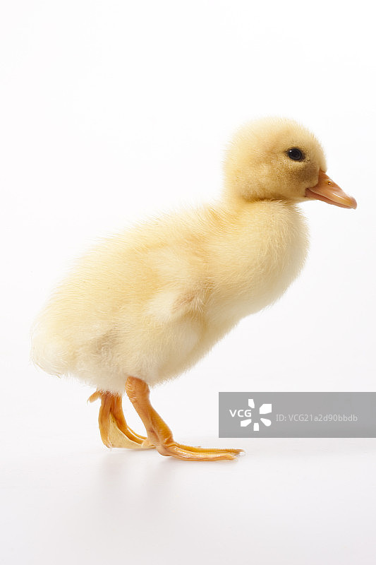 可爱的小鸭图片素材