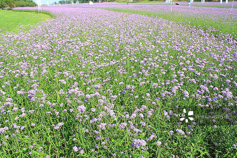 紫色的花图片素材