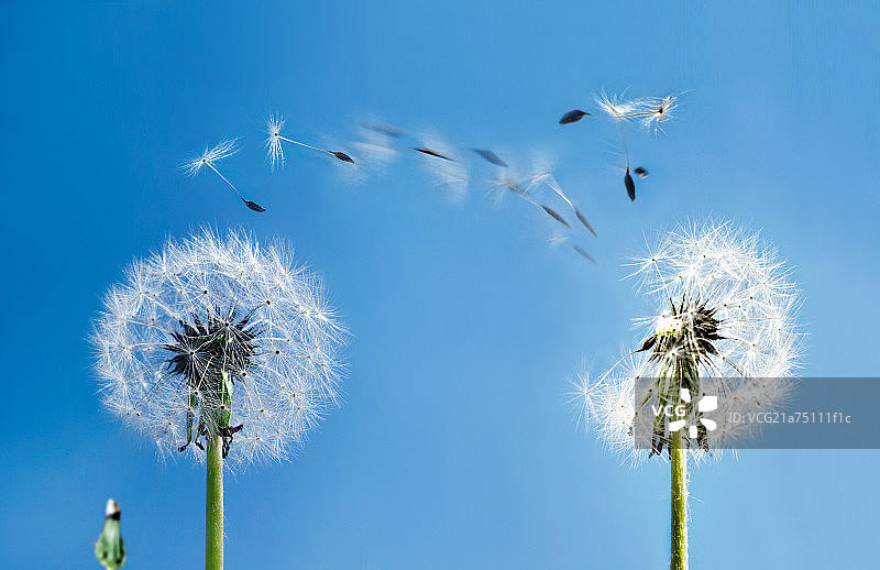 飞翔的蒲公英种子图片素材