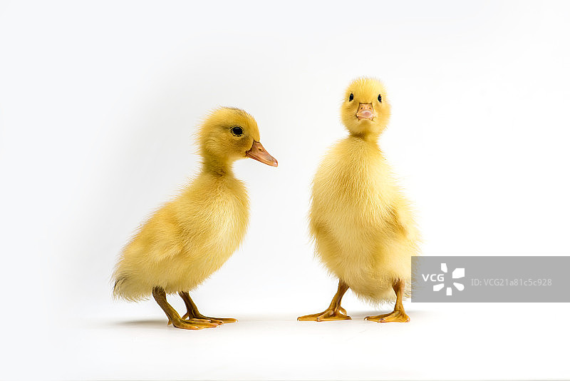 可爱的小鸭子图片素材