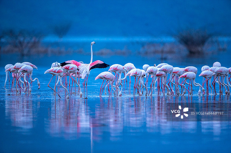 肯尼亚博格里亚湖清晨的湖面与火烈鸟图片素材
