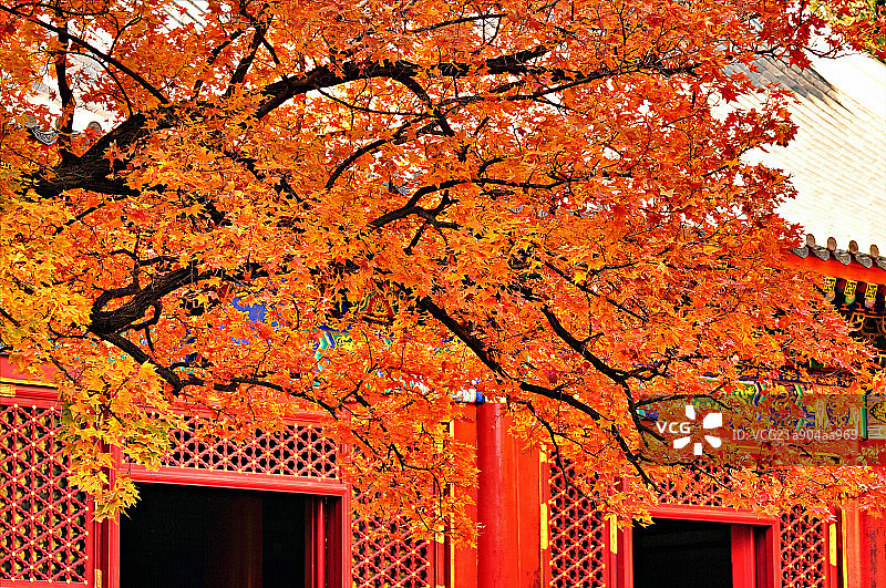 香山深秋枫叶图片素材