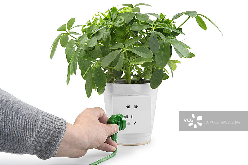 放在桌子上的绿植图片素材