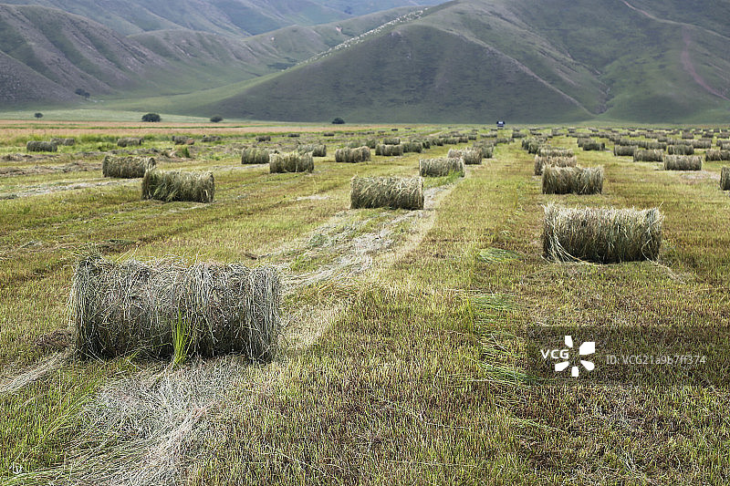 草原丰收草场打草草卷图片素材