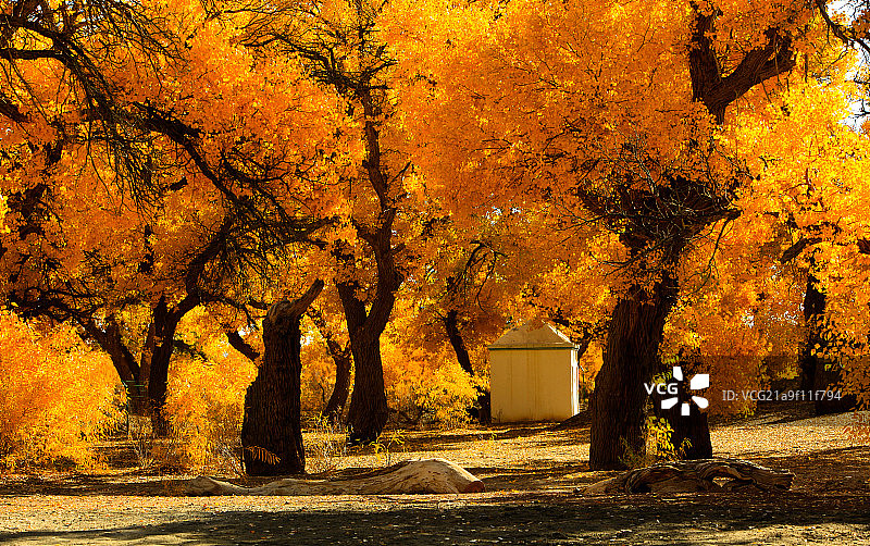内蒙古额济纳旗胡杨林图片素材