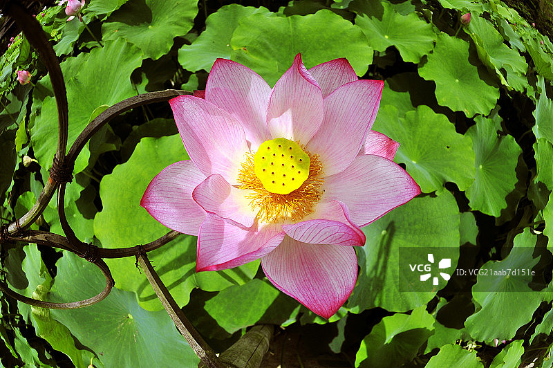 夏天盛开的粉白色荷花图片素材