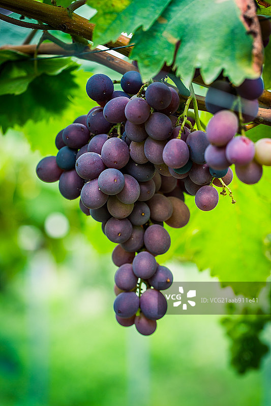 葡萄园图片素材
