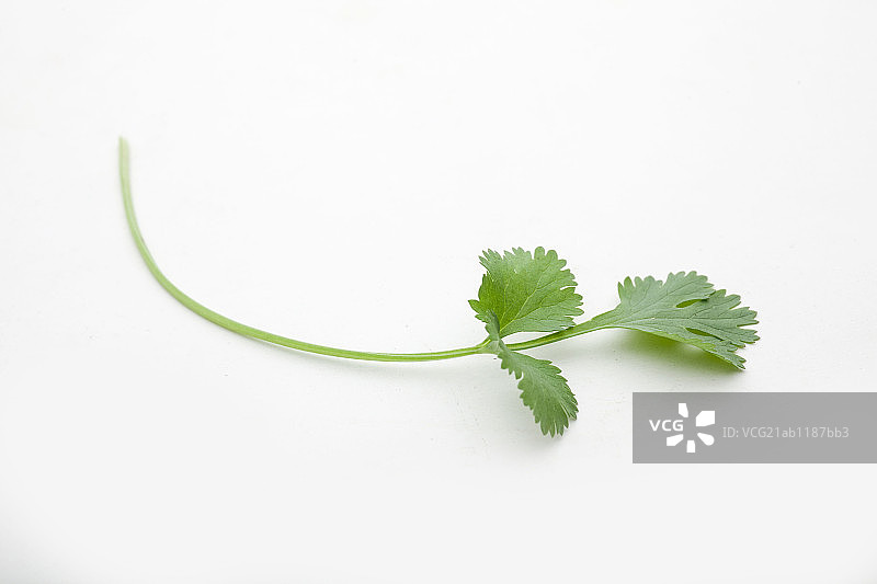 香菜图片素材