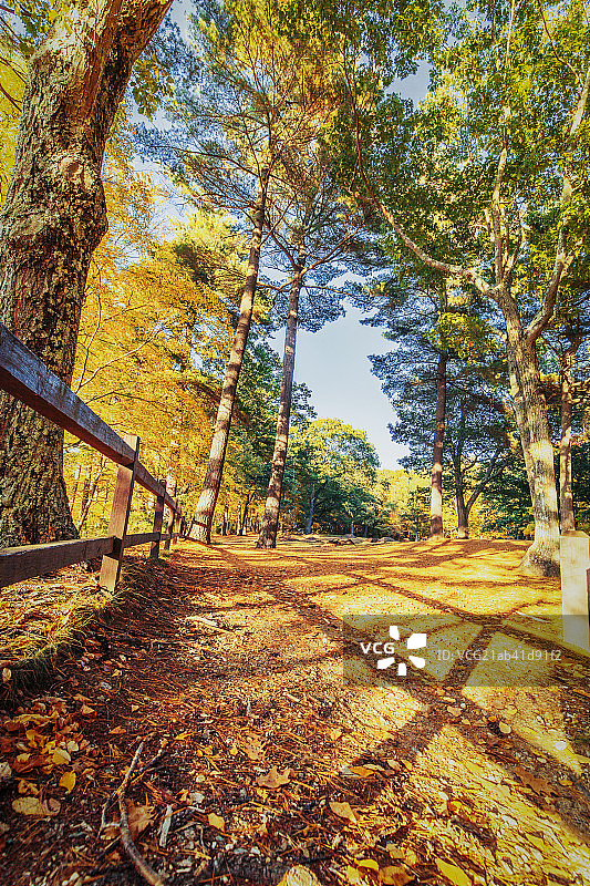 瓦尔登湖树林秋天日落图片素材