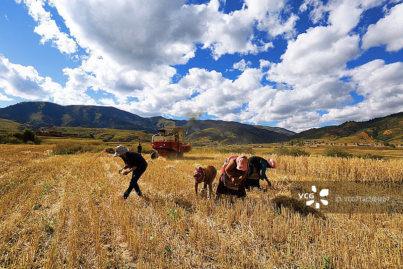 收割稻田的西藏农民图片素材