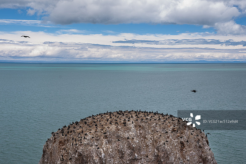青海鸟岛图片素材