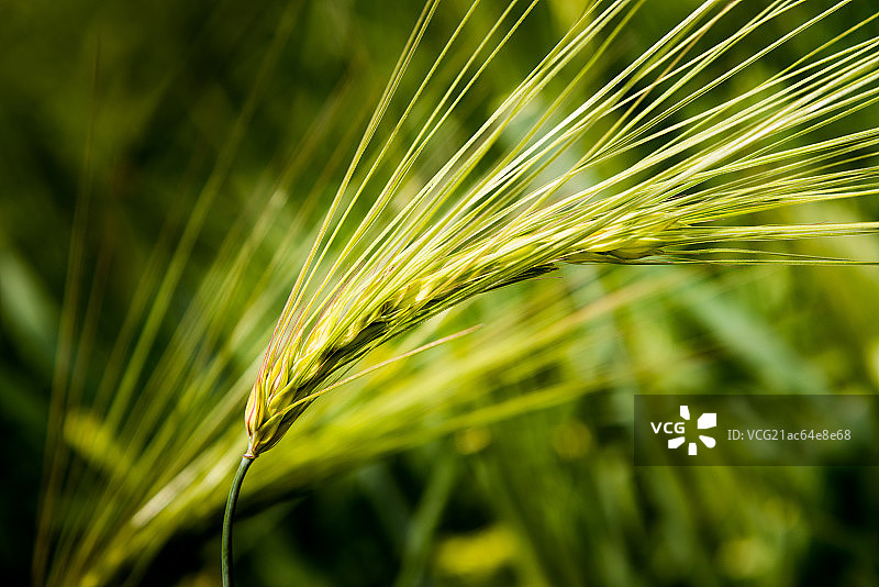 青海门源县青稞图片素材