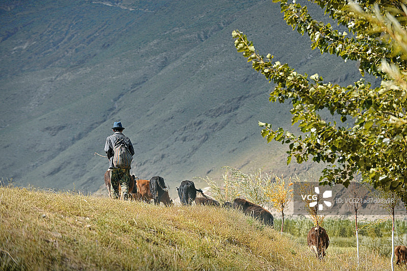 西藏山南赶牛的牧人图片素材