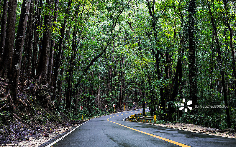 菲律宾薄荷岛茂密潮湿的热带森林图片素材