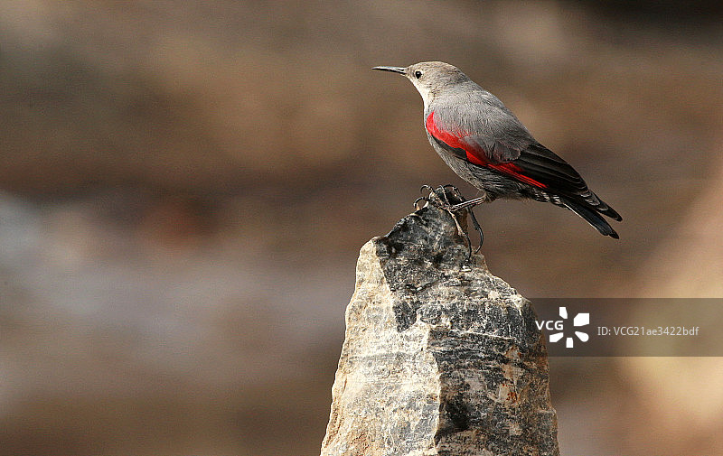 站在岩石上的鸟图片素材