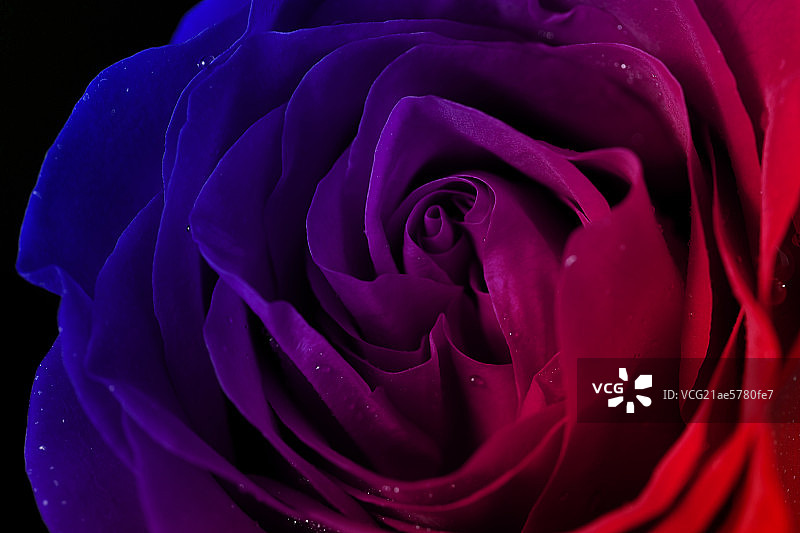 玫瑰花图片素材