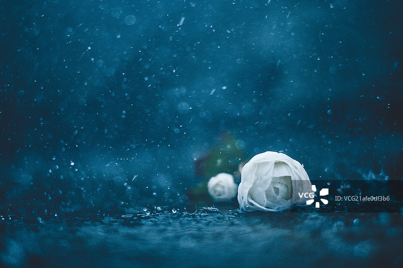 雨中的花图片素材