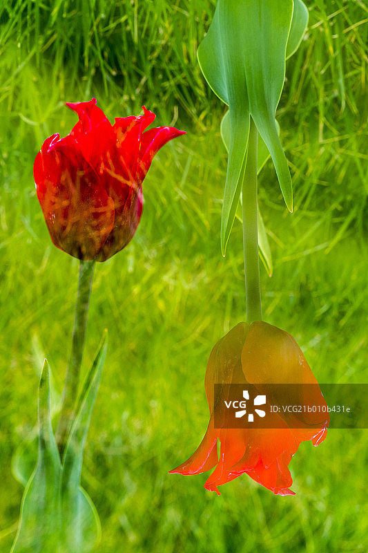 倒影对称郁金香图片素材