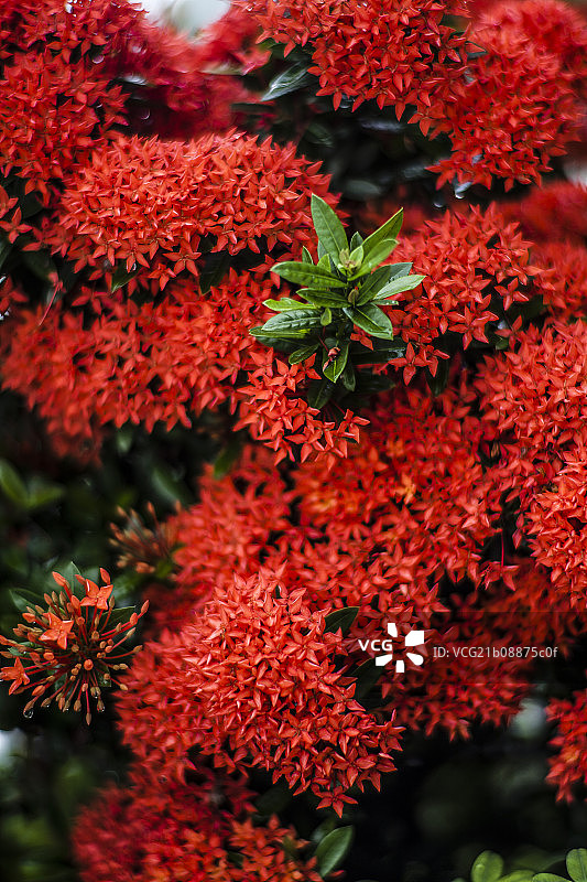 龙船花图片素材