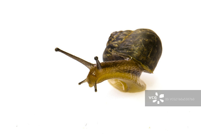 小蜗牛在活动中图片素材