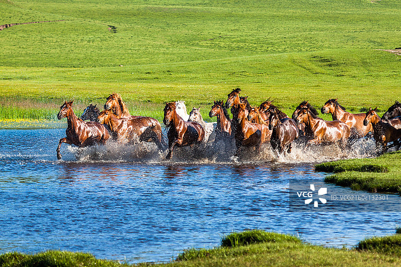 水中群马奔腾图片素材