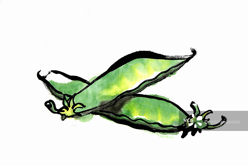 hyacinth bean图片素材