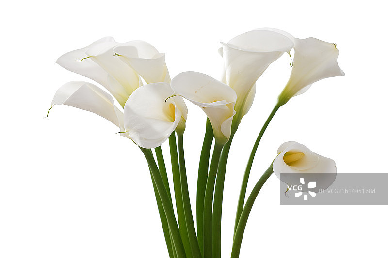 马蹄莲图片素材