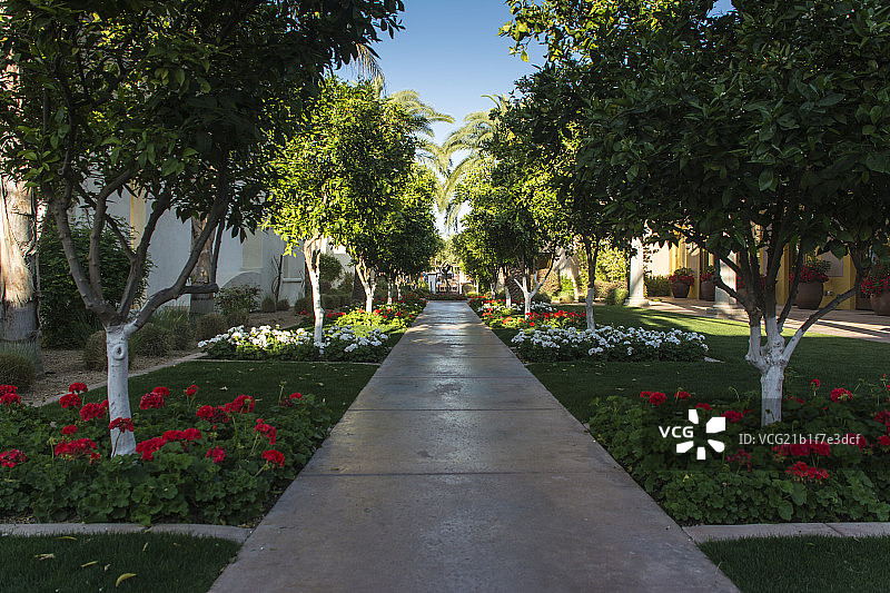 豪华酒店的林荫小路图片素材