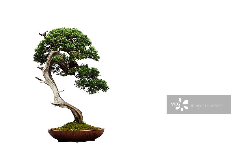 岭南盆景图片素材